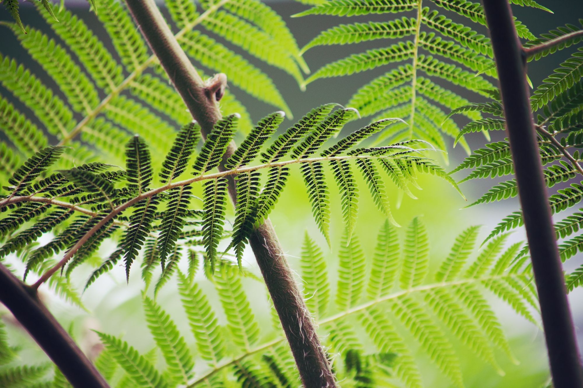 fern