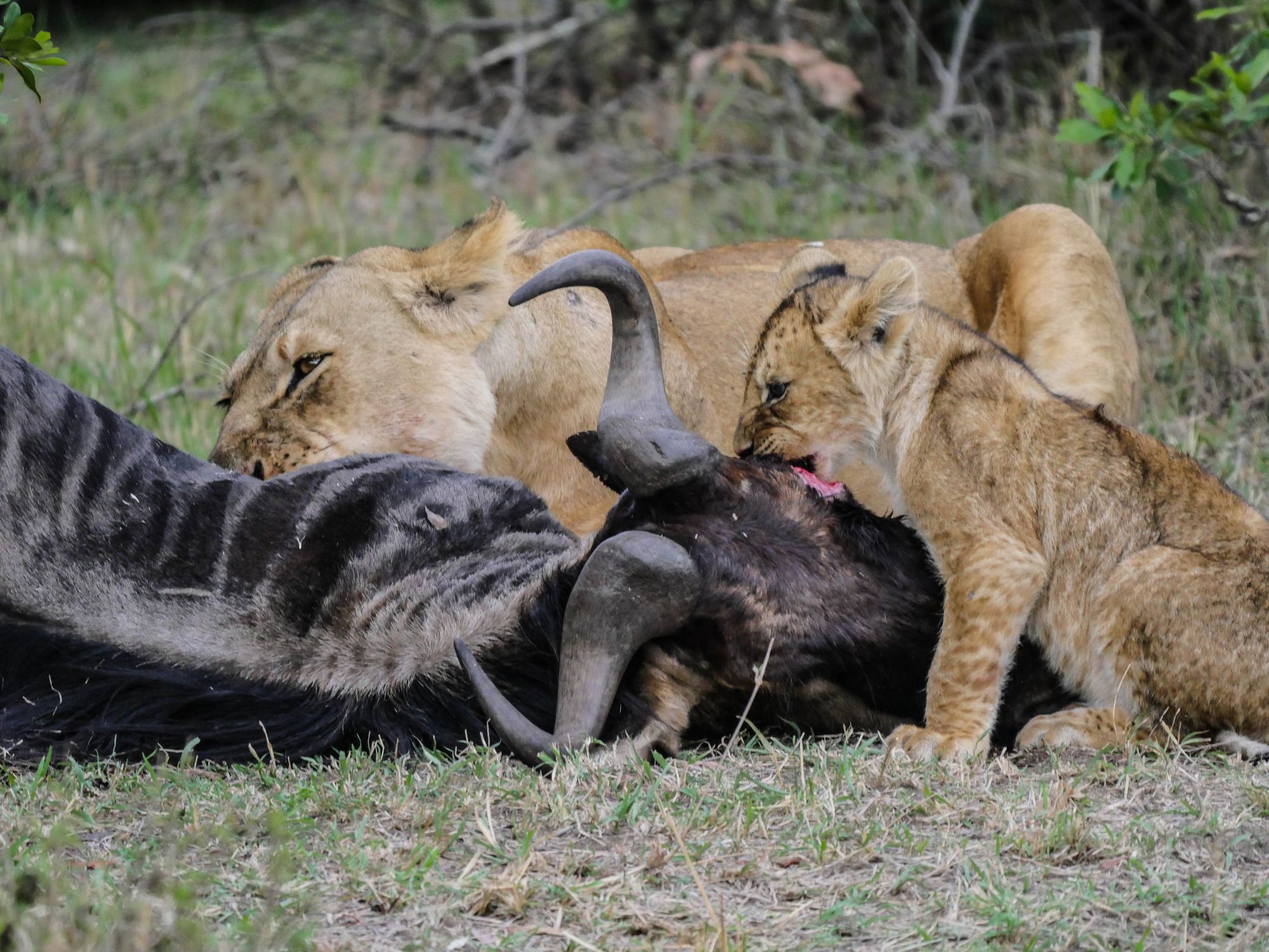 lion